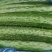 河北黄瓜/石家庄皇瓜/大量供应/量大价优/欢迎广大客商咨