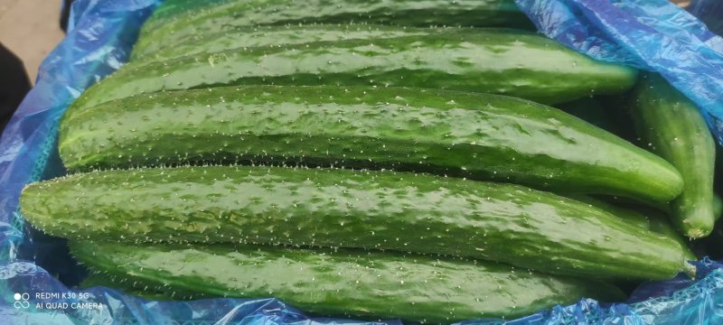 河北黄瓜/石家庄皇瓜/大量供应/量大价优/欢迎广大客商咨
