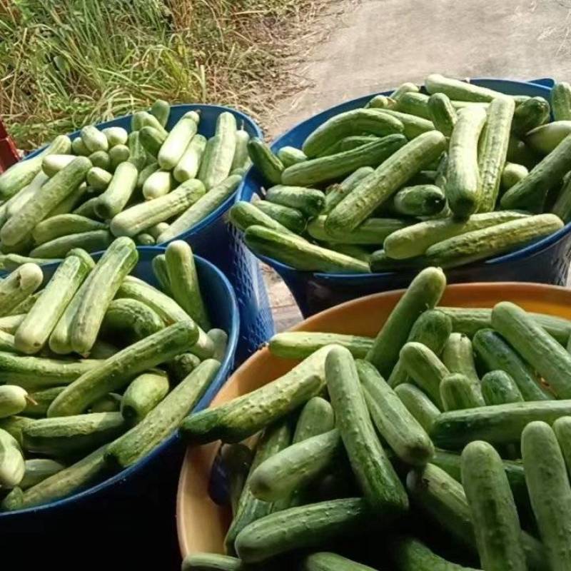 黄瓜，精品燕白黄瓜（新苗货）