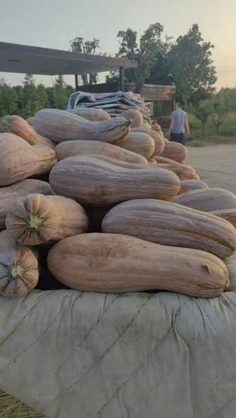 蜜本南瓜