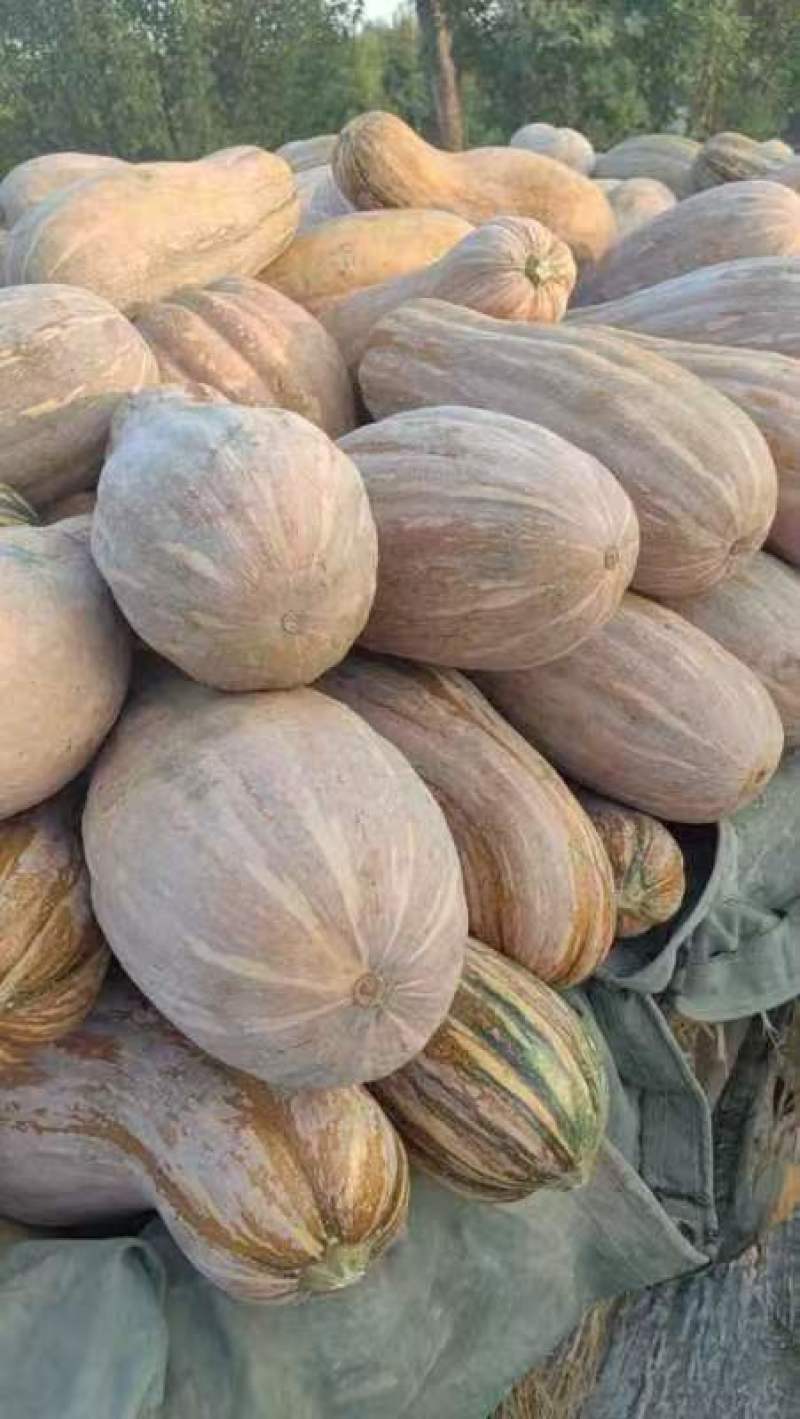蜜本南瓜