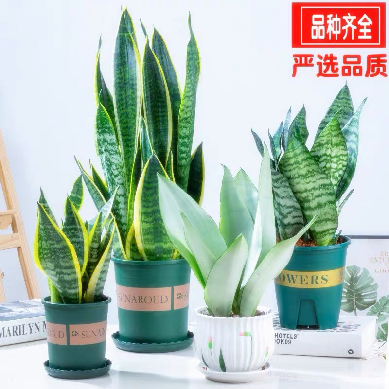 白玉虎皮兰金边虎尾兰植物室内吸甲醛净化空气客厅绿植