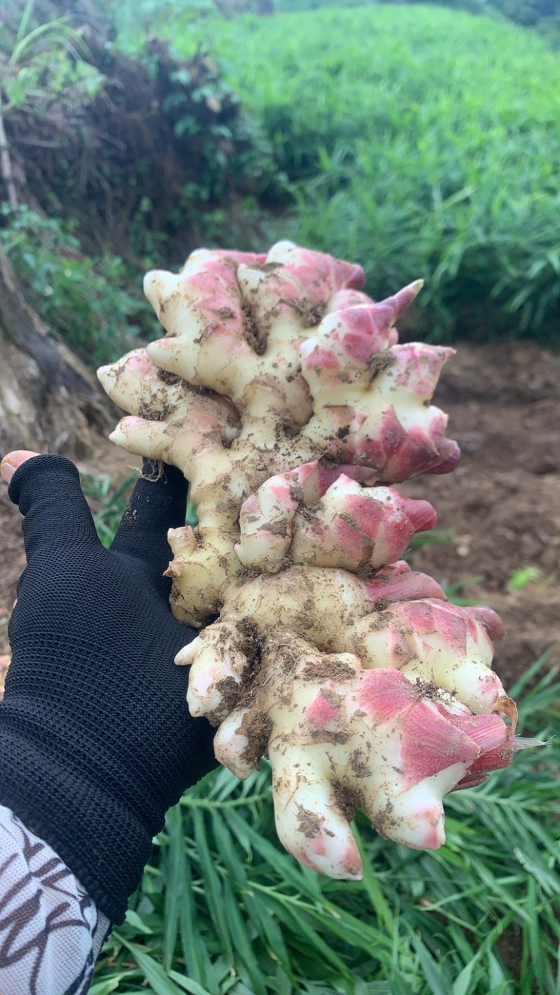 精品二号黄姜品种产地供应量大从优质量保证欢迎咨询