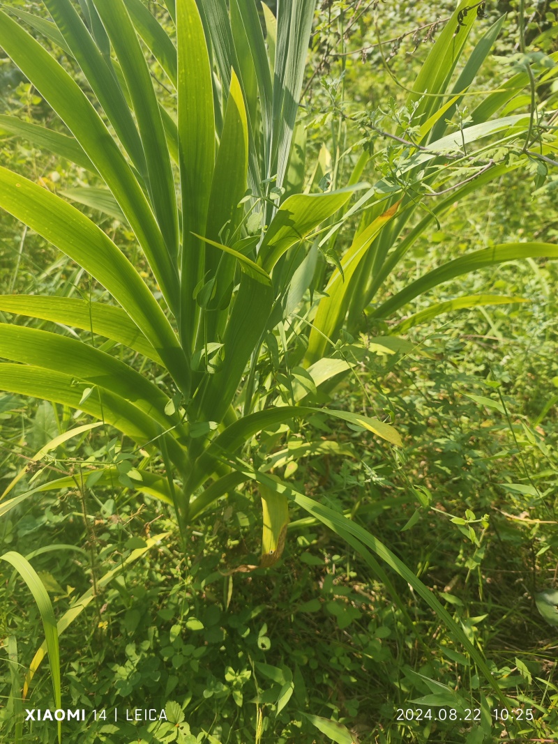 野生大量求合作