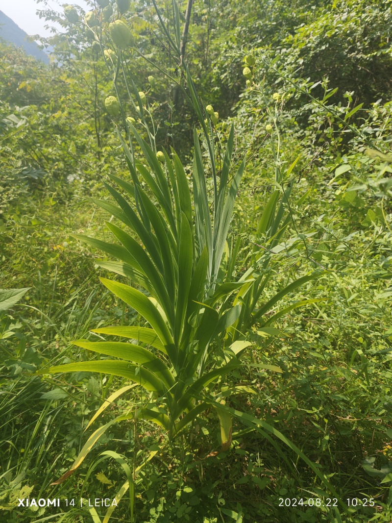 野生大量求合作