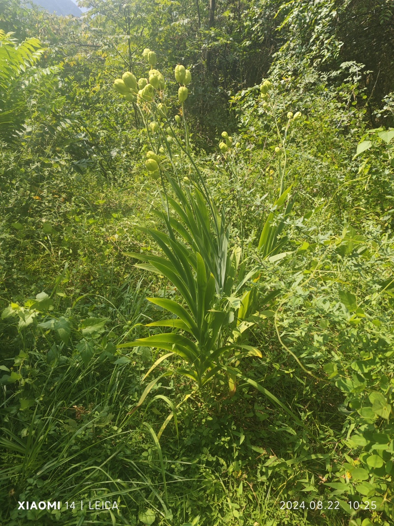 野生大量求合作