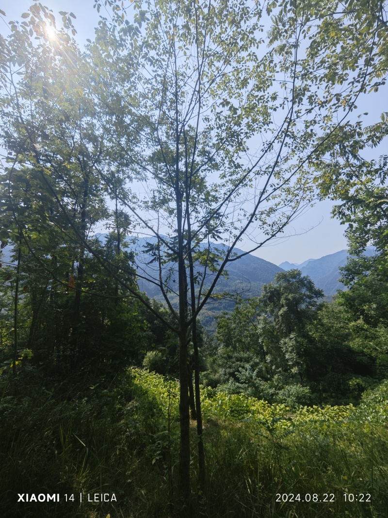 野生木姜子，大量求合作
