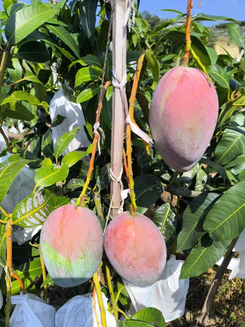 云南凯特芒，新鲜上市套袋通货精品，质量好价格公道