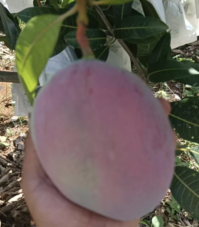 云南凯特芒，新鲜上市套袋通货精品，质量好价格公道