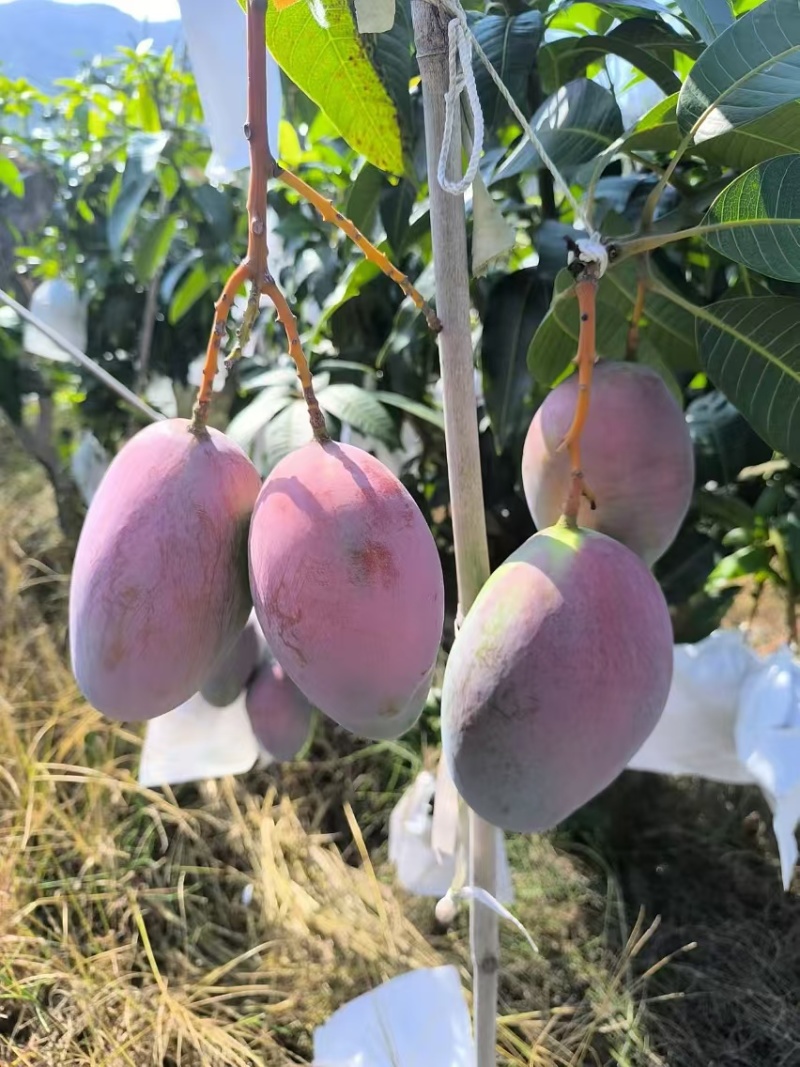 云南凯特芒，新鲜上市套袋通货精品，质量好价格公道