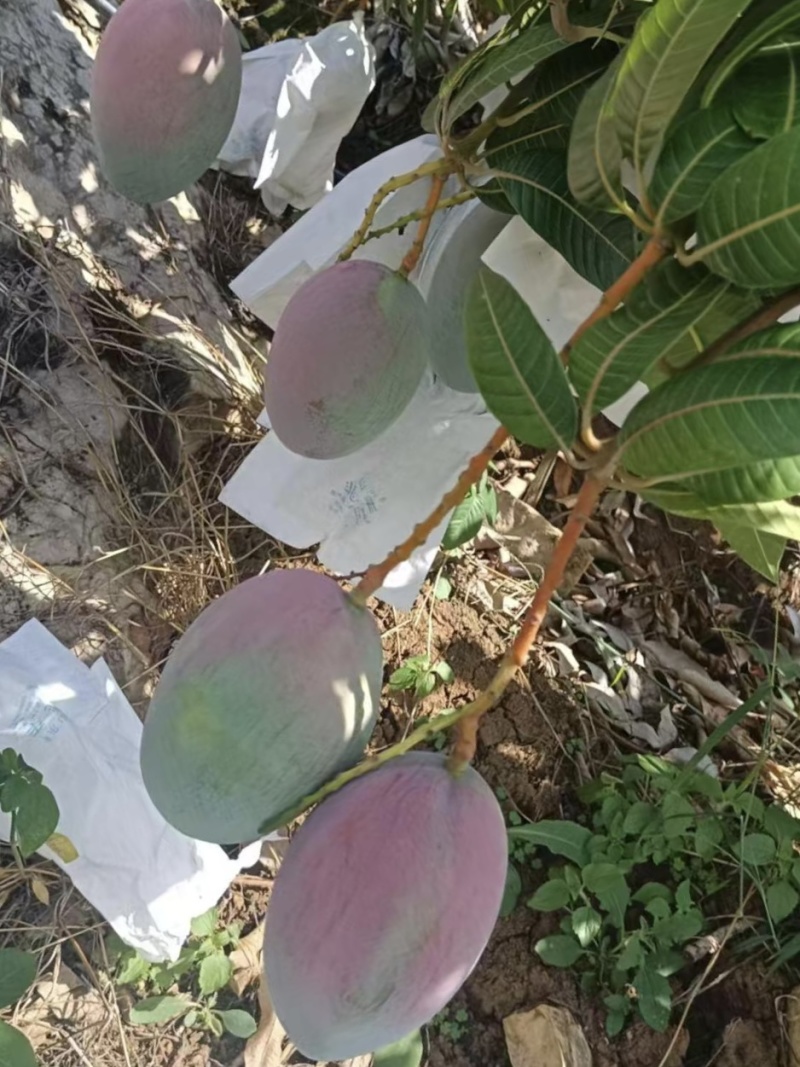 云南凯特芒，新鲜上市套袋通货精品，质量好价格公道