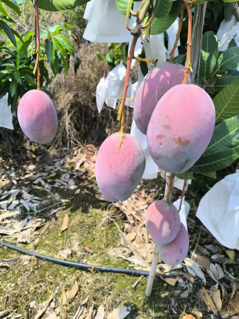 云南凯特芒，新鲜上市套袋通货精品，质量好价格公道