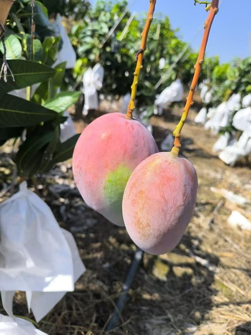 云南凯特芒，新鲜上市套袋通货精品，质量好价格公道