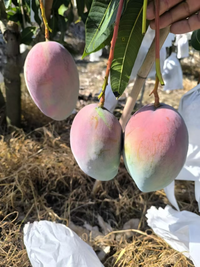 云南凯特芒，新鲜上市套袋通货精品，质量好价格公道