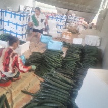 贵州黄瓜密刺黄瓜大量上市产地直供一手货源欢迎电话联系