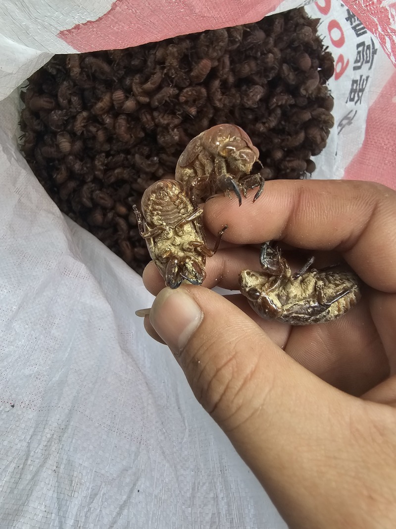 产地直供蝉蜕精品蝉蜕大红壳沙地大黄壳欢迎各位老板对接合作