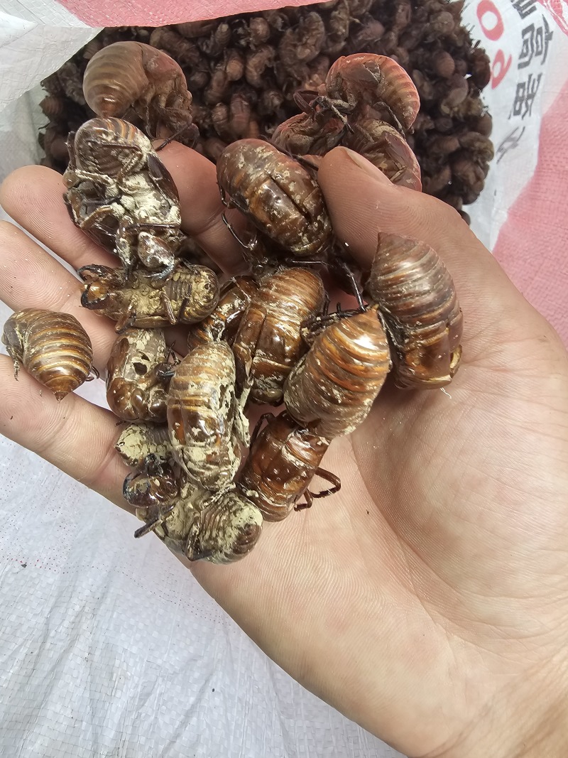 产地直供蝉蜕精品蝉蜕大红壳沙地大黄壳欢迎各位老板对接合作