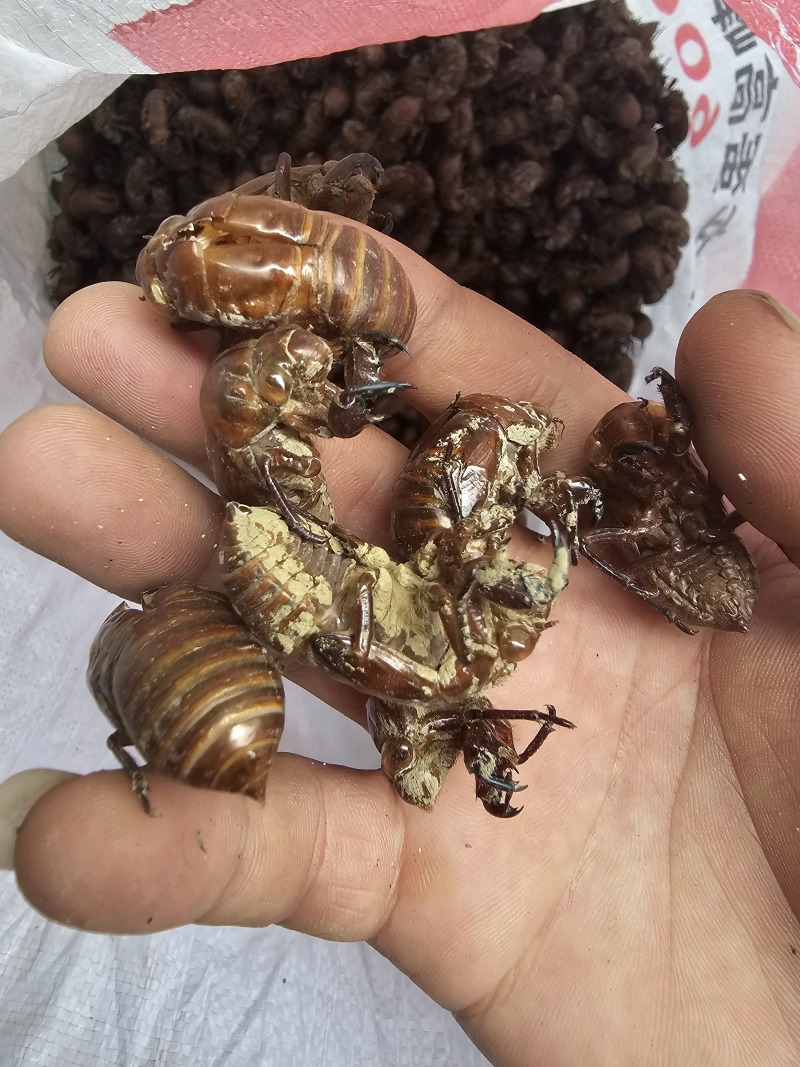 产地直供蝉蜕精品蝉蜕大红壳沙地大黄壳欢迎各位老板对接合作