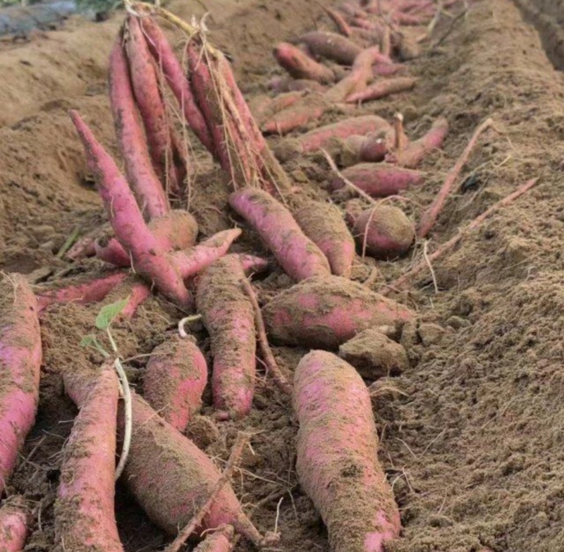 大荔红薯秦薯五号红薯，干，面，甜，无丝实力代发全国