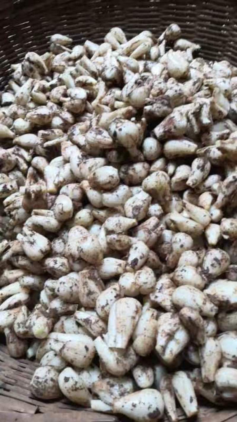 【藠头】云南红河现货供应全国接单常年有货