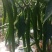 种植大户，专业三线椒
