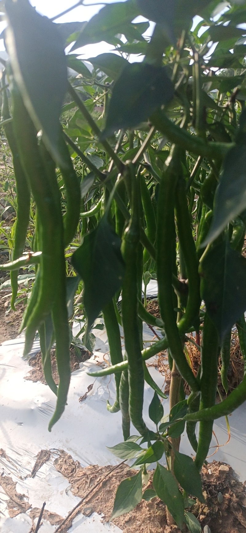 种植大户，专业三线椒