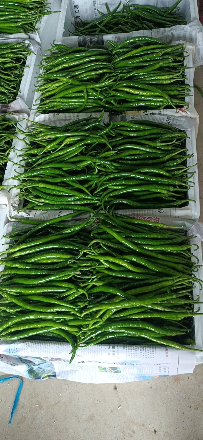 种植大户，专业三线椒