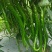 种植大户，专业三线椒