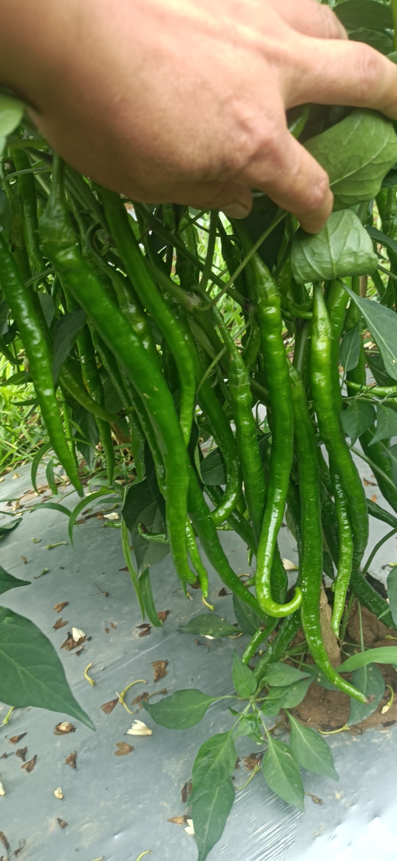 种植大户，专业三线椒