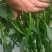 种植大户，专业三线椒