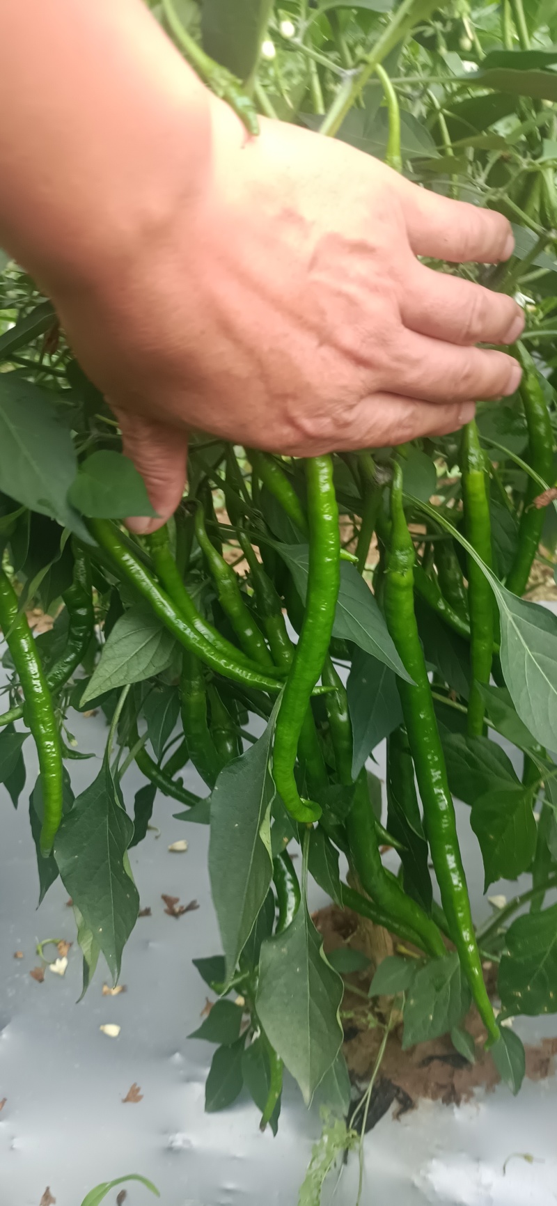 种植大户，专业三线椒