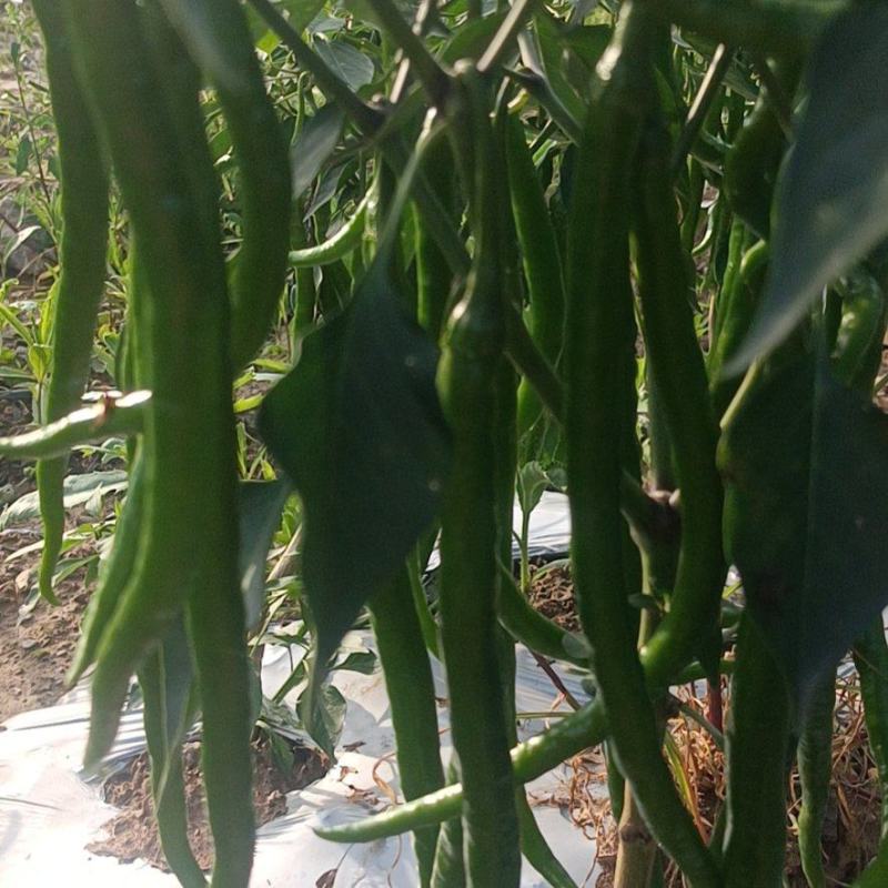 种植大户，专业三线椒