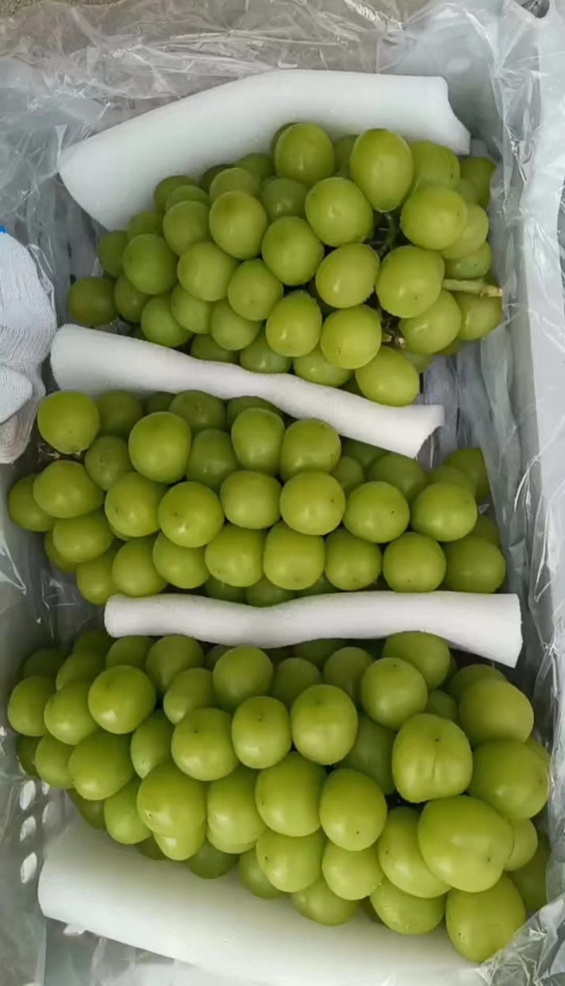 辽南精品阳光玫瑰葡萄产地直发一手货远量大从优欢迎咨询
