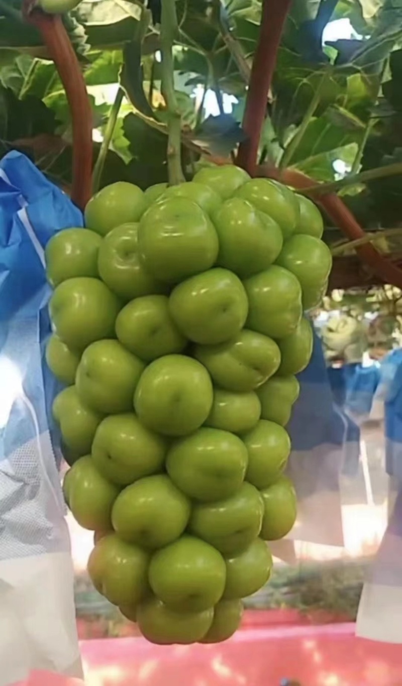 辽南精品阳光玫瑰葡萄产地直发一手货远量大从优欢迎咨询