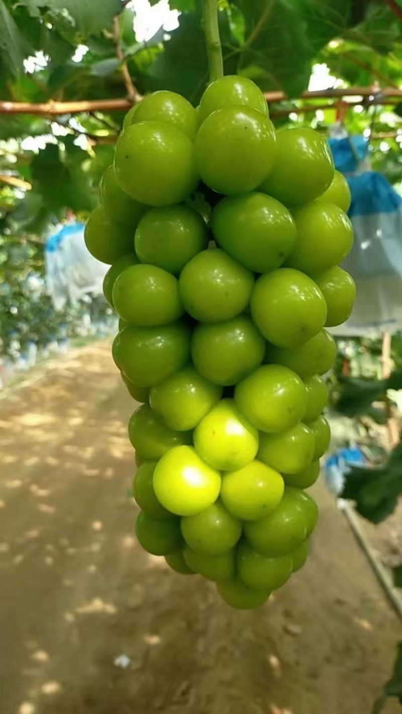 辽南精品阳光玫瑰葡萄产地直发一手货远量大从优欢迎咨询