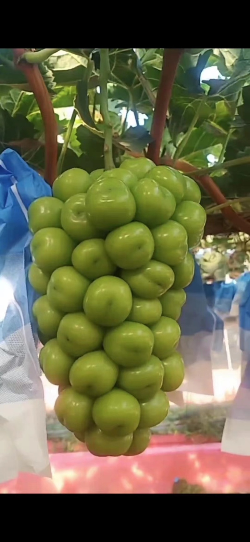 辽南精品阳光玫瑰葡萄产地直发一手货远量大从优欢迎咨询
