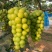 辽南精品阳光玫瑰葡萄产地直发一手货远量大从优欢迎咨询