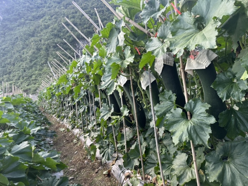 贵州吊冬瓜