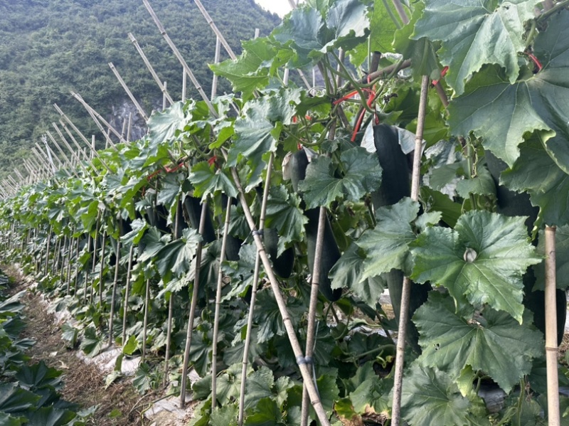 贵州吊冬瓜