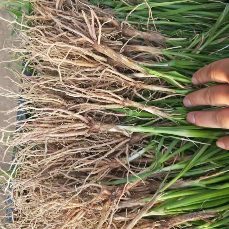知母苗