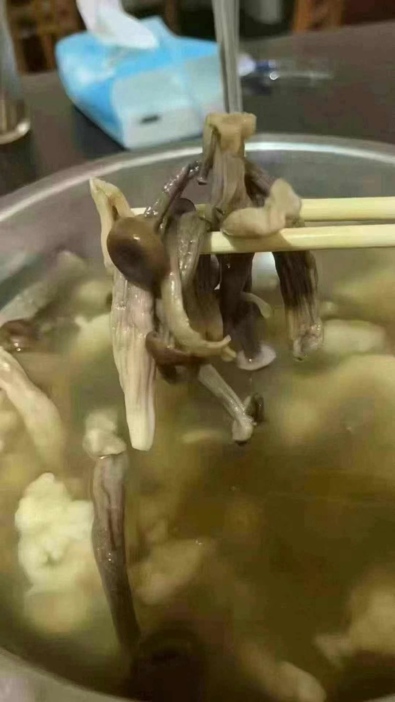 鹿茸菇