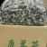 鹿茸菇