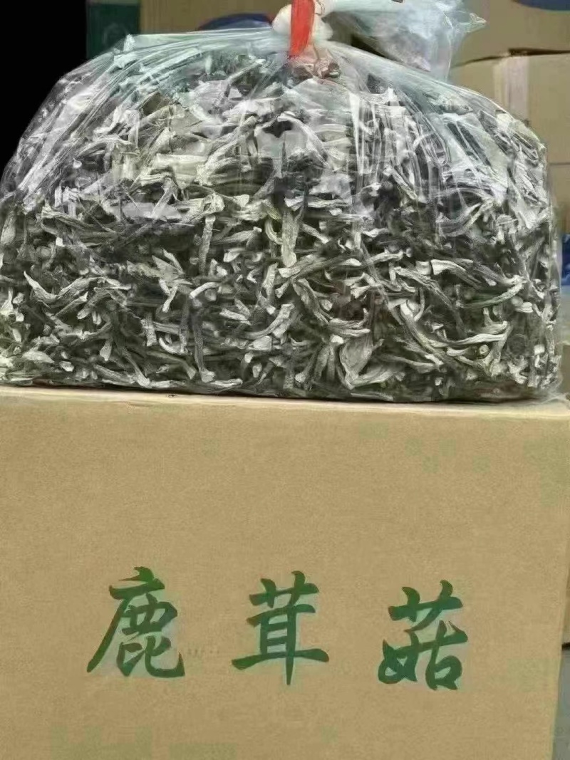 鹿茸菇