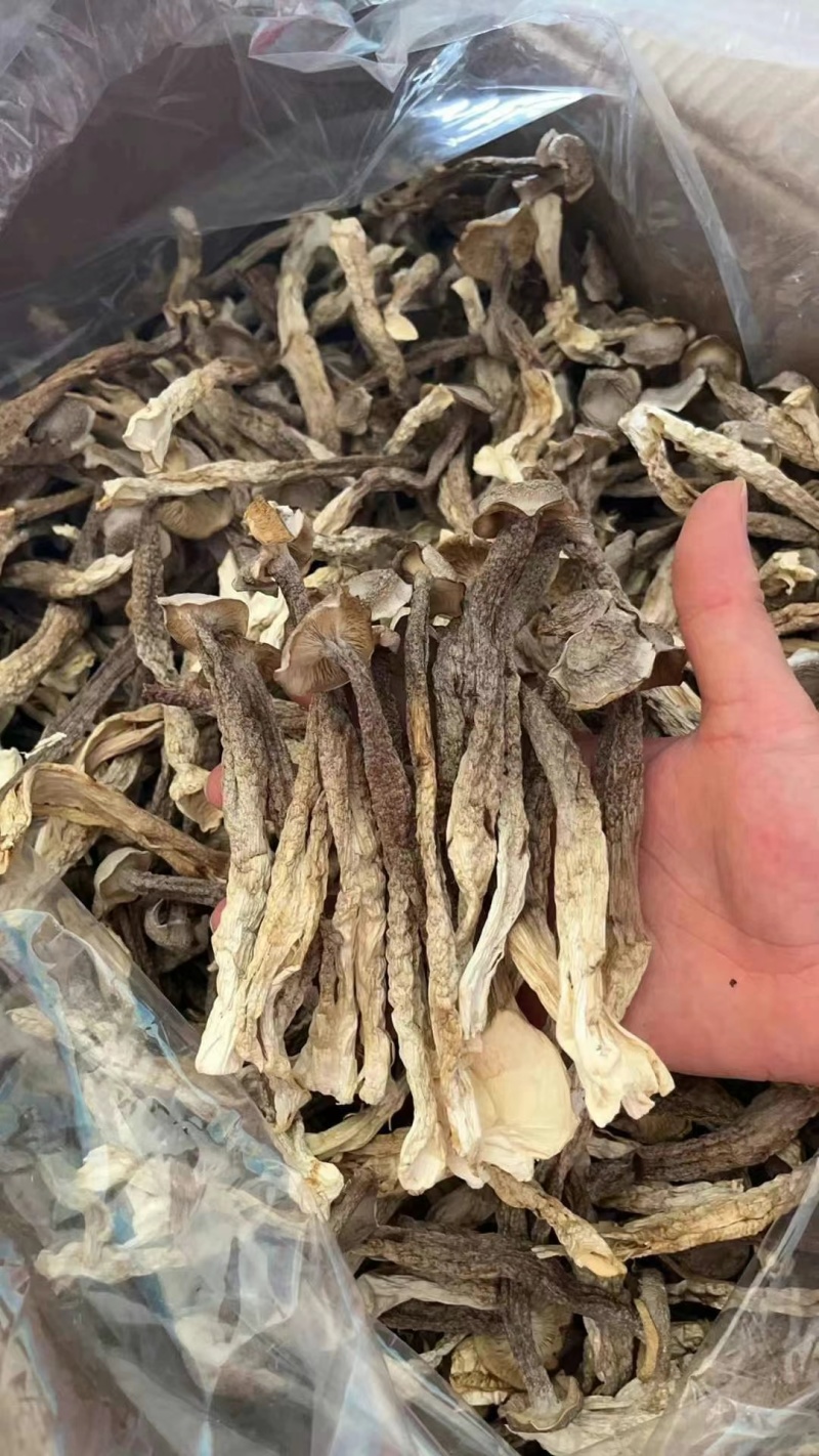 鹿茸菇