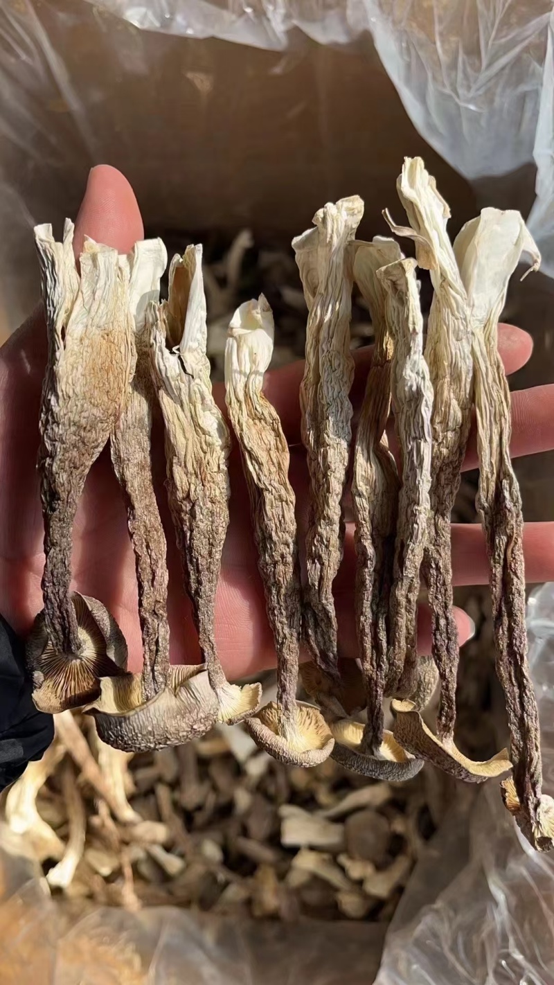 鹿茸菇