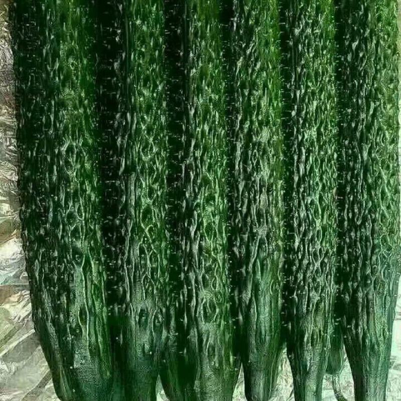 密刺黄瓜德瑞特72125公分以上绿亮黑亮都有干花带刺
