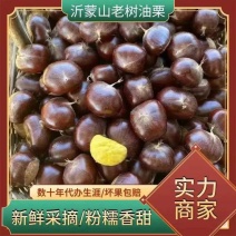 「实力」精品板栗优质油栗粒粒饱满，香甜软糯，炒货店专用