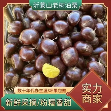 「实力」精品板栗优质油栗粒粒饱满,香甜软糯,炒货店专用
