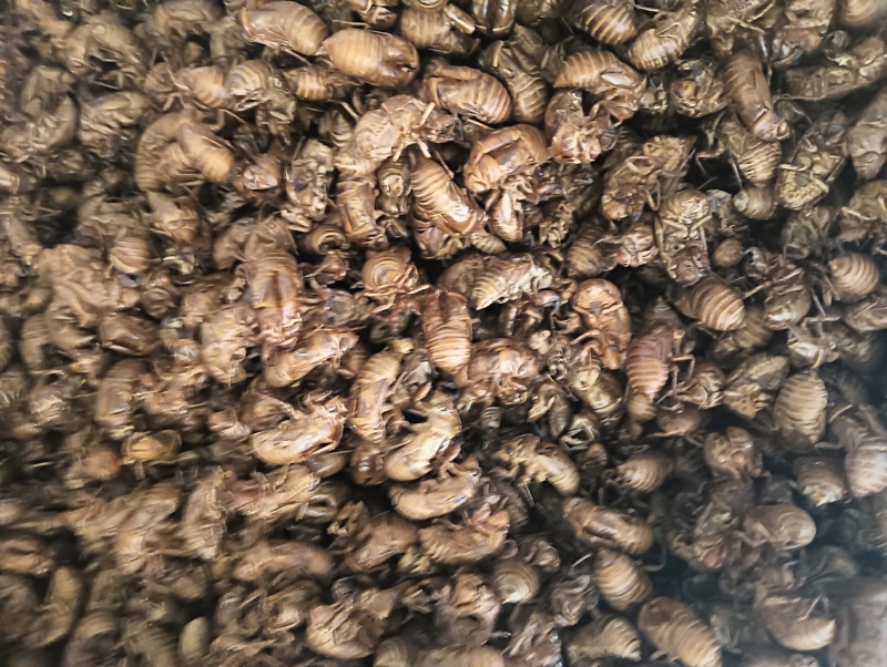 正宗蝉蜕***货源充足放心购买