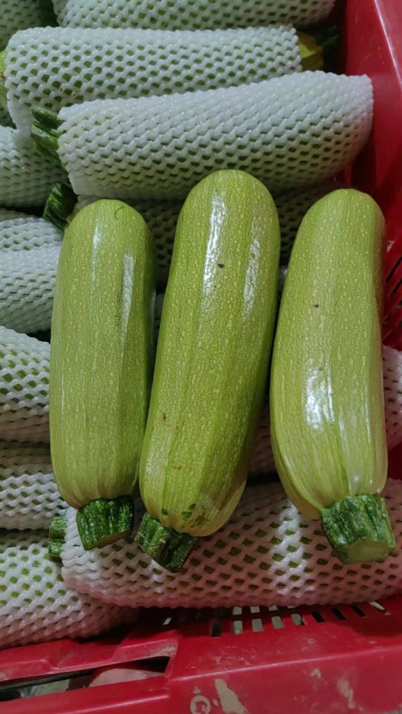 云南高原西葫芦